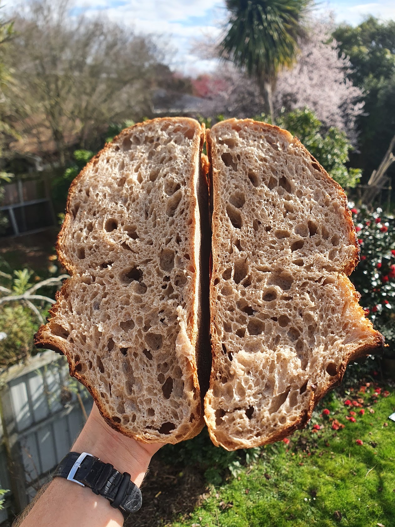 Freshly baked sourdough bread loaf
